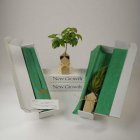 Chinese Dogwood Gift Tree Box (BEST SELLER)