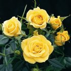 Rose Gift Box - Sunny Knockout Yellow Rose (BEST SELLER)