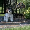 Dog Memorial Marker with Paw Print. Personalized