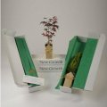 Japanese Red Leaf Maple Gift Tree Box (BEST SELLER)