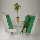 Japanese Green Leaf Maple Gift Tree Box