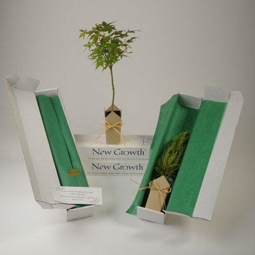 Japanese Green Leaf Maple Gift Tree Box - Click Image to Close