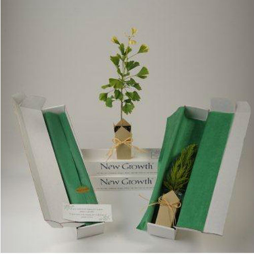 Ginkgo Gift Tree Box - Click Image to Close